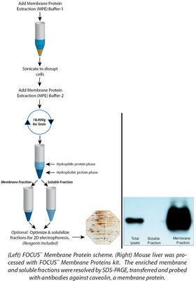 FOCUS™ Membrane Proteins, G-Biosciences