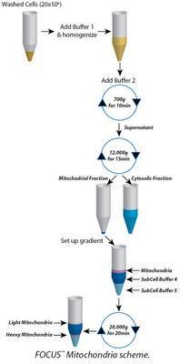 FOCUS™ Mitochondria, G-Biosciences