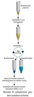 Nuclear & Cytoplasmic Extraction, G-Biosciences