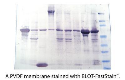 BLOT-FastStain™ Membrane Stain, G-Biosciences