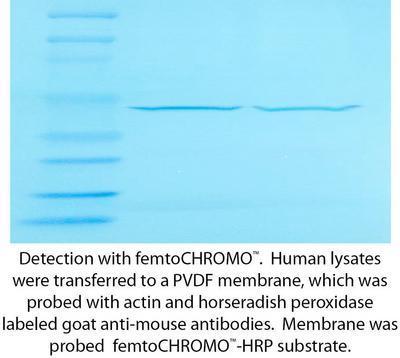 femtoCHROMO™- HRP for Chromogenic Detection, G-Biosciences