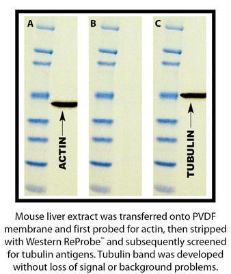 Western ReProbe™ Stripping Solution, G-Biosciences