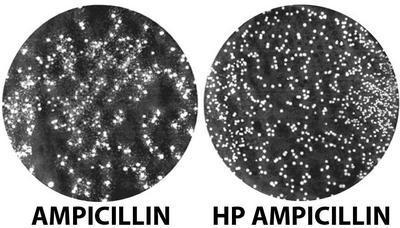 Plasmid Screening Reagents, G-Biosciences