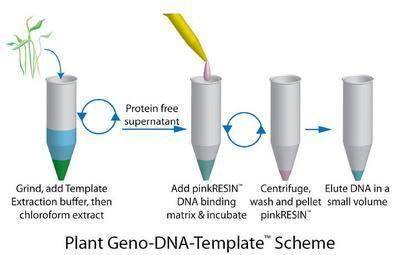 Plant Geno-DNA-Template™ for DNA Extraction from Plants, G-Biosciences