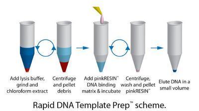 Rapid DNA Template Prep™ for Rapid Preparation of DNA Template for Small Samples, G-Biosciences