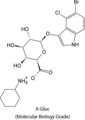 Plasmid Screening Reagents, G-Biosciences