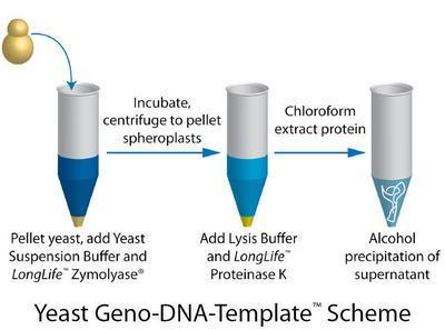 Yeast Geno-DNA-Template™ for DNA Extraction from Yeast, G-Biosciences