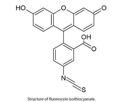 HOOK™ Dye Labeling Kit (FITC) for Labeling Antibodies & Proteins with Fluorescent Dyes, G-Biosciences