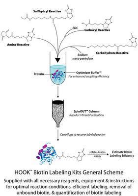 HOOK™ Carboxyl Reactive Biotin Reagents & Kits for Highly Efficient Protein Labeling, G-Biosciences