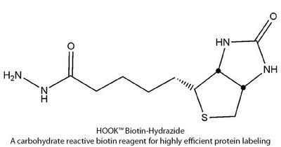 HOOK™ Carbohydrate Reactive Biotin Reagents & Kits for Highly Efficient Protein Labeling, G-Biosciences