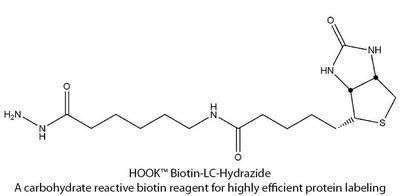 HOOK™ Carbohydrate Reactive Biotin Reagents & Kits for Highly Efficient Protein Labeling, G-Biosciences