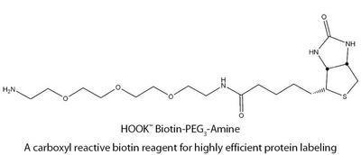 HOOK™ Carboxyl Reactive Biotin Reagents & Kits for Highly Efficient Protein Labeling, G-Biosciences