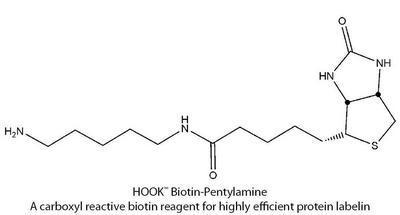 HOOK™ Carboxyl Reactive Biotin Reagents & Kits for Highly Efficient Protein Labeling, G-Biosciences