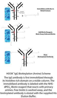 HOOK™ IgG Biotinylation Kits for Rapid Antibody Labeling, G-Biosciences