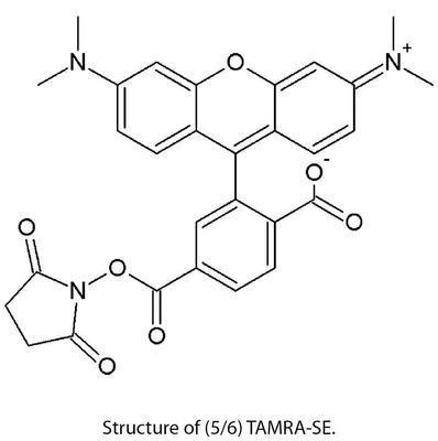 HOOK™ Dye Labeling Kit (5/6) TAMRA-SE (Rhodamine) for Labeling Antibodies & Proteins with Fluorescent Dyes, G-Biosciences