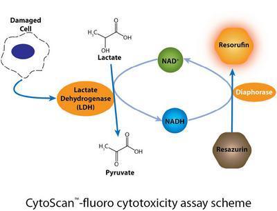 CytoScan™-fluoro Cytotoxicity Assay, G-Biosciences