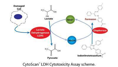 CytoScan™ LDH Cytotoxicity Assay for Detection of Cell Toxicity, Death, Viability or Proliferation, G-Biosciences