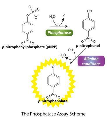 Phosphatase Assay Kit, G-Biosciences