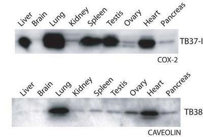 Multiple Tissue Single Species Blot, G-Biosciences