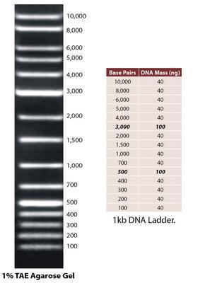 DNA Ladders, G-Biosciences