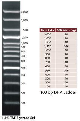 DNA Ladders, G-Biosciences