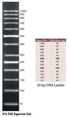 DNA Ladders, G-Biosciences