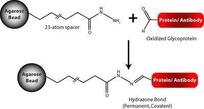 Carbohydrate Coupling Resin, G-Biosciences