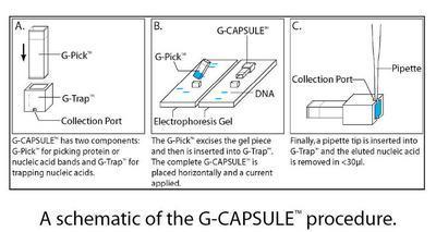 GeneCAPSULE™ (G-CAPSULE™) for Extracting Nucleic Acids and Proteins, G-Biosciences