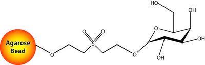 Immobilized D-Galactose for Lectin Purification, G-Biosciences