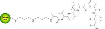 Immobilized Pepstatin for Purification of Cathepsins, Pepsin & Other Pepstatin Binding Molecules, G-Biosciences