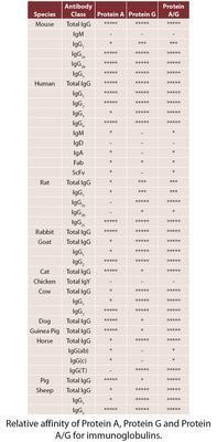 Protein A & G Antibody Purification, G-Biosciences