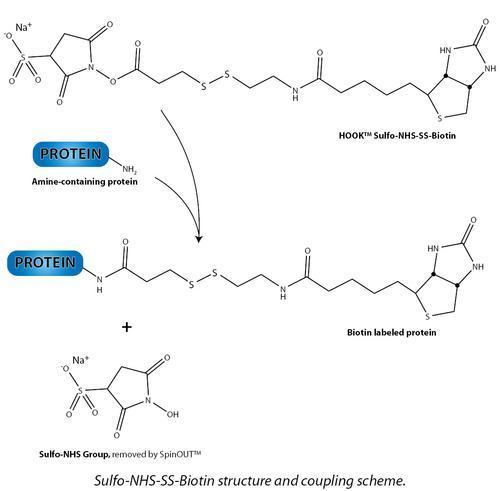 HOOK™ Cell Surface Protein Isolation, Complete Labeling & Isolation Kit, G-Biosciences