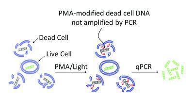 PMA™, EMA,  and PMA-Lite™ Photolysis Device, Biotium