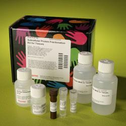 Subcellular Protein Fractionation Kit for Tissue, Thermo Scientific