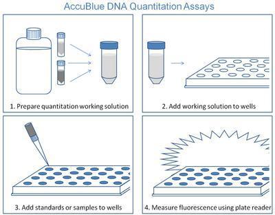 AccuBlue™ and AccuClear™ dsDNA Quantitation Kits