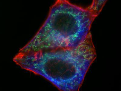 CF™405S and CF™405M Secondary Antibody Conjugates, Biotium