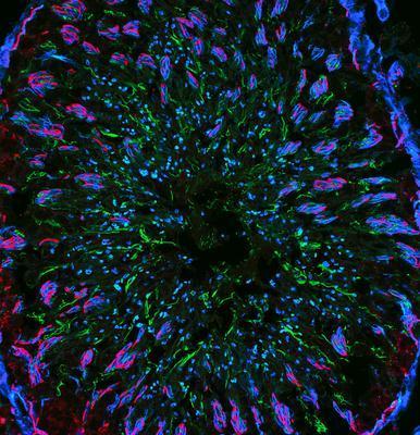 CF™488A Secondary Antibody Conjugates, Biotium