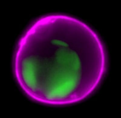 NucView™488 Caspase-3 Substrate