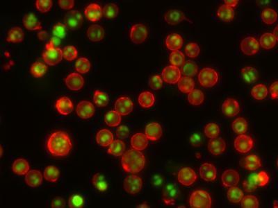 NucView™488 Caspase-3 Substrate