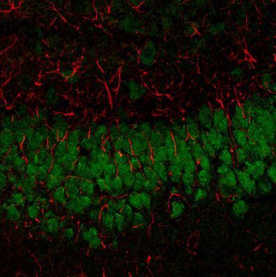 CF™633 Secondary Antibody Conjugates, Biotium