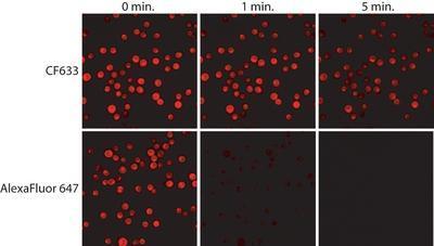 CF™633 Secondary Antibody Conjugates, Biotium