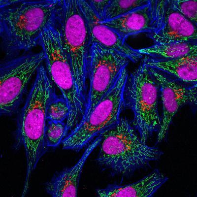 CF™555 Secondary Antibody Conjugates, Biotium