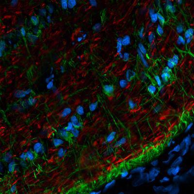 CF™568 Secondary Antibody Conjugates, Biotium