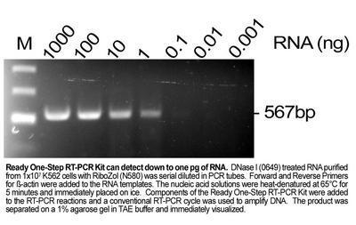 Ready One-Step RT-PCR Kit, AMRESCO