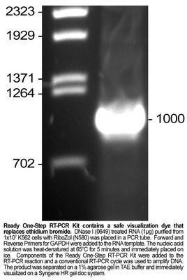 Ready One-Step RT-PCR Kit, AMRESCO