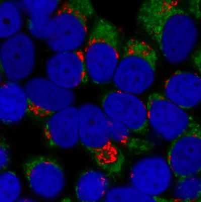 CF™640R Secondary Antibody Conjugates, Biotium