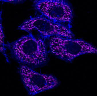 CF™640R Secondary Antibody Conjugates, Biotium