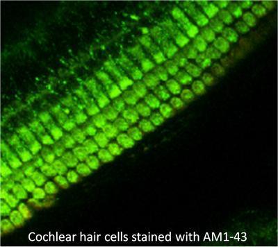 Fluorescent Nerve Terminal Probes and Staining Kits