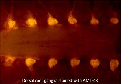 Fluorescent Nerve Terminal Probes and Staining Kits