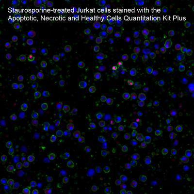 Apoptosis and Necrosis Quantitation Kits